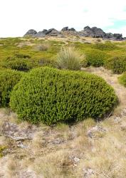 Veronica odora. Habit. Garvie Mts, Southland.
 Image: M.J. Bayly © Te Papa CC-BY-NC 3.0 NZ